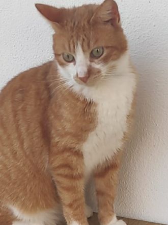 Benjico, geb. ca. 04/2021, lebt in GRIECHENLAND, auf einer privaten Pflegestelle