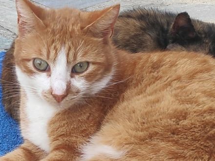 Benjico, geb. ca. 04/2021, lebt in GRIECHENLAND, auf einer privaten Pflegestelle