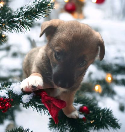 Labrador/ Australien Kelpie Mischlingswelpen