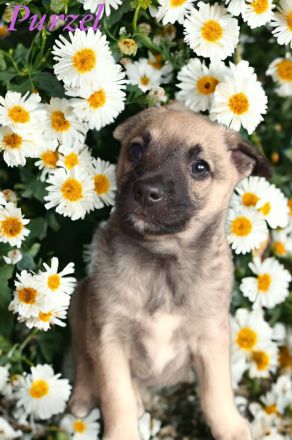 Labrador/ Australien Kelpie Mischlingswelpen