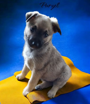 Labrador/ Australien Kelpie Mischlingswelpen