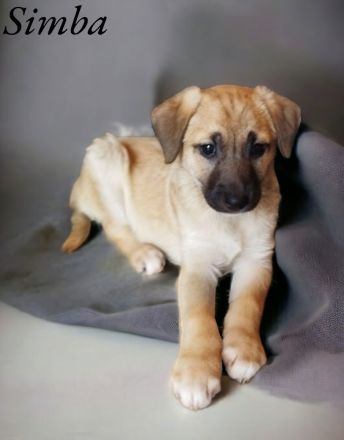 Labrador/ Australien Kelpie Mischlingswelpen