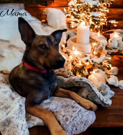 Labrador/ Australien Kelpie Mischlingswelpen