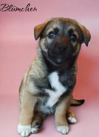 Labrador/ Australien Kelpie Mischlingswelpen