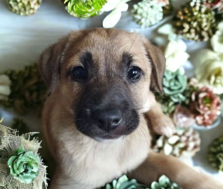 Labrador/ Australien Kelpie Mischlingswelpen