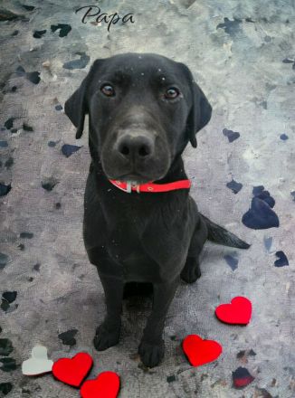 Labrador/ Australien Kelpie Mischlingswelpen