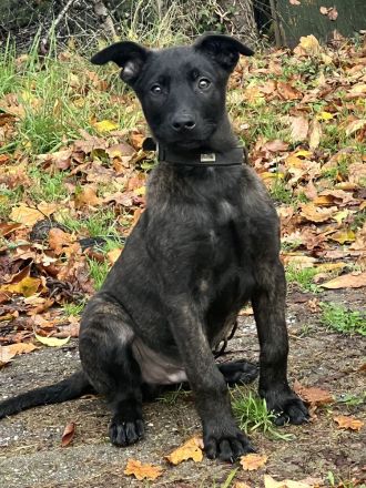 Wunderschöner x herder Welpe