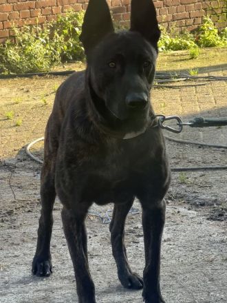 Wunderschöner x herder Welpe