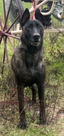 Wunderschöner x herder Welpe