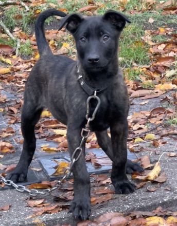 Wunderschöner x herder Welpe