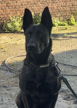 Wunderschöner x herder Welpe