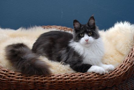 Maine Coon Mädls mit Stammbaum!