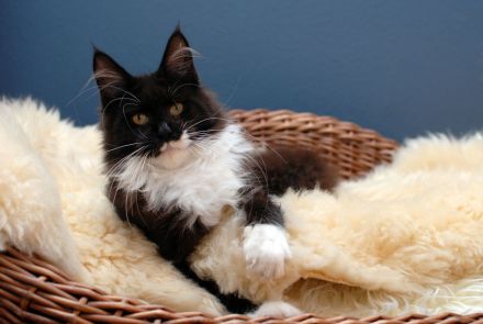 Maine Coon Mädls mit Stammbaum!