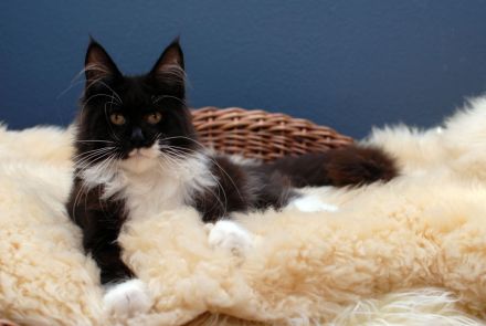 Maine Coon Mädls mit Stammbaum!