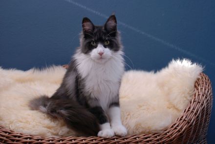 Maine Coon Mädls mit Stammbaum!