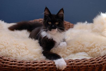 Maine Coon Mädls mit Stammbaum!