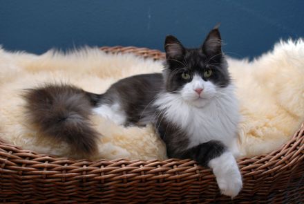 Maine Coon Mädls mit Stammbaum!