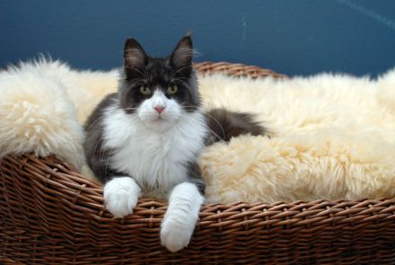 Maine Coon Mädls mit Stammbaum!