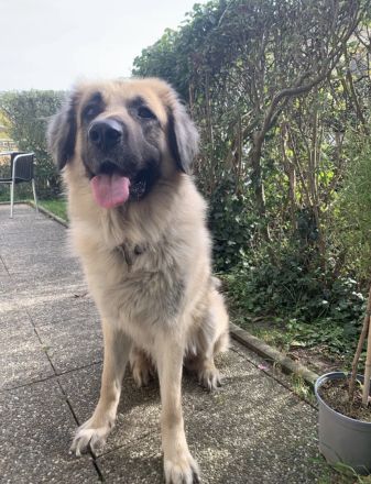 Suche dringend ein Zuhause!!