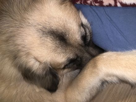 Suche dringend ein Zuhause!!