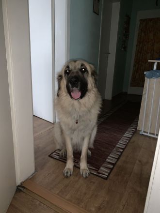 Suche dringend ein Zuhause!!