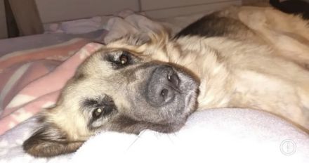 Suche dringend ein Zuhause!!