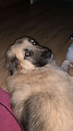 Suche dringend ein Zuhause!!