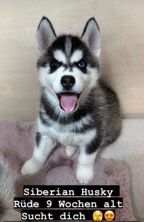 Hunde Welpen Siberian Husky 9 Wochen alt, Eltern reinrassige Siberian Husky mit Stammbaum,