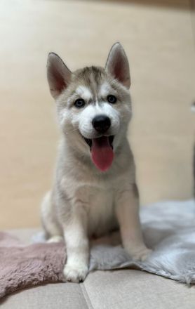 Hunde Welpen Siberian Husky 9 Wochen alt, Eltern reinrassige Siberian Husky mit Stammbaum,