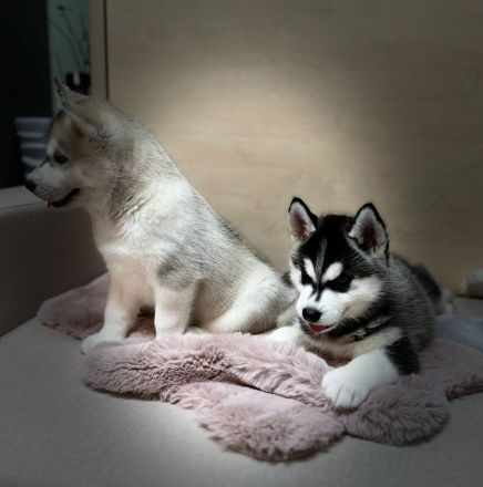 Hunde Welpen Siberian Husky 9 Wochen alt, Eltern reinrassige Siberian Husky mit Stammbaum,