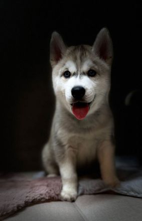 Hunde Welpen Siberian Husky 9 Wochen alt, Eltern reinrassige Siberian Husky mit Stammbaum,