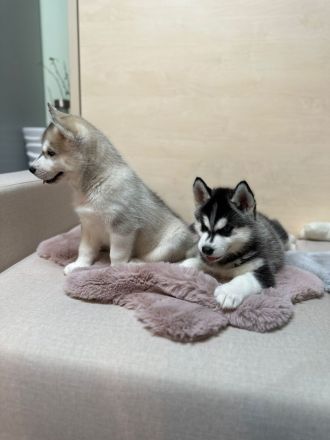 Hunde Welpen Siberian Husky 9 Wochen alt, Eltern reinrassige Siberian Husky mit Stammbaum,