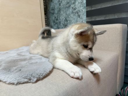 Hunde Welpen Siberian Husky 9 Wochen alt, Eltern reinrassige Siberian Husky mit Stammbaum,