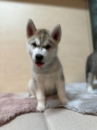 Hunde Welpen Siberian Husky 9 Wochen alt, Eltern reinrassige Siberian Husky mit Stammbaum,