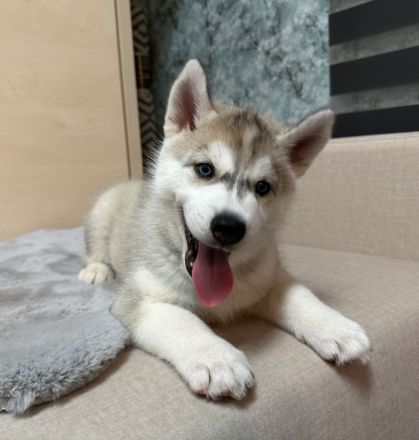 Hunde Welpen Siberian Husky 9 Wochen alt, Eltern reinrassige Siberian Husky mit Stammbaum,
