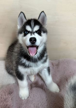 Hunde Welpen Siberian Husky 9 Wochen alt, Eltern reinrassige Siberian Husky mit Stammbaum,