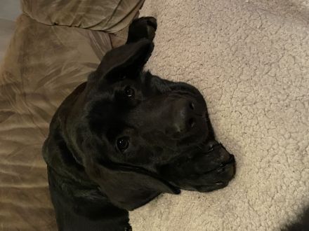 Flat Coated Retriever/ Labrador Welpen