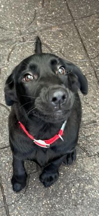 Flat Coated Retriever/ Labrador Welpen
