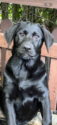 Flat Coated Retriever/ Labrador Welpen