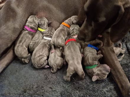 Vom Gräfensteiner Adel