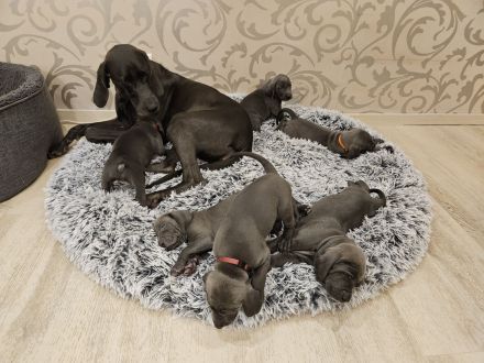 Vom Gräfensteiner Adel