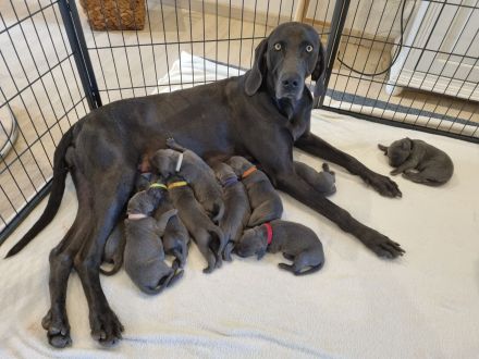 Vom Gräfensteiner Adel