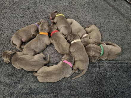 Vom Gräfensteiner Adel