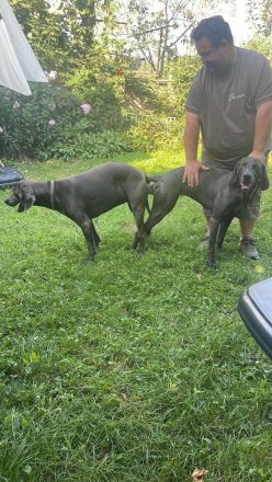 Vom Gräfensteiner Adel