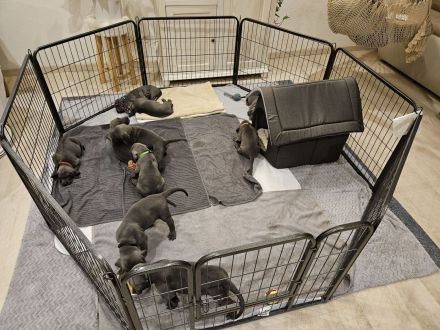 Vom Gräfensteiner Adel