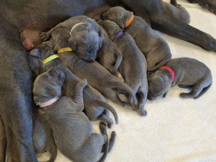 Vom Gräfensteiner Adel