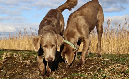 Langhaar Weimaraner 7 Monate sehr lieb zu Kindern mit Papieren