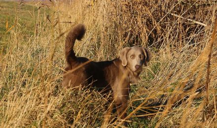 Langhaar Weimaraner 7 Monate sehr lieb zu Kindern mit Papieren