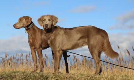 Langhaar Weimaraner 7 Monate sehr lieb zu Kindern mit Papieren