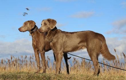 Langhaar Weimaraner 7 Monate sehr lieb zu Kindern mit Papieren